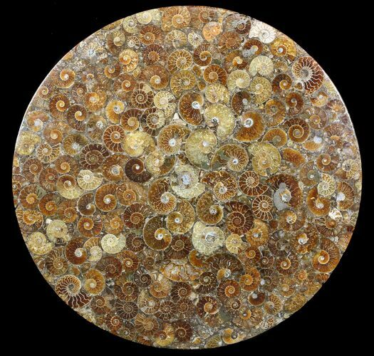 Plate Made Of Agatized Ammonite Fossils #51050